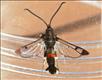 0380 (52.008) Red-tipped Clearwing